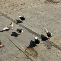 کفترای پرشی به شرط همه چی یجایی|پرنده|قم, گلزار|دیوار