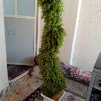 گلدان مصنویی|گل مصنوعی|دزفول, |دیوار
