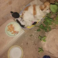 سگ پامر رو باهی نر