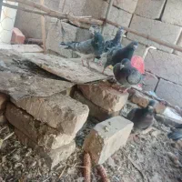 کبوتر مصافتی