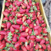 توت فرنگی تازه جین