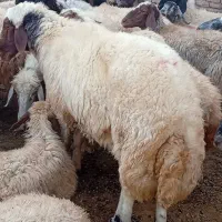 قوچ‌اصیل