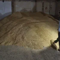 جو شیش پر بذری رسید