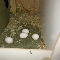 یک جفت برزیلی رو تخم