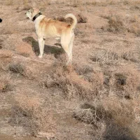 سلام خانه مو بردم شهر باید بفروشمش