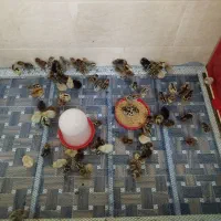 جوجه 20روزه براکل