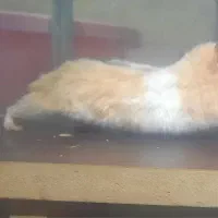 انواع همستر|موش و خرگوش|خرمآباد, |دیوار