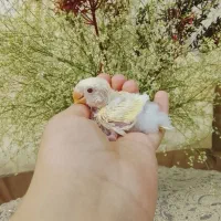 کوتوله فوق دستی سرلاکی لطفاً لطفاً تماس بگیرید