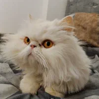 گربه پرشین نر