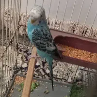 مرغ عشق