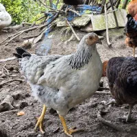 مرغ و خروس محلی