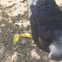 کفتر|پرنده|دماوند, دماوند|دیوار