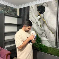 شیتزو مالتیز چشم ابی و چشم مشکی