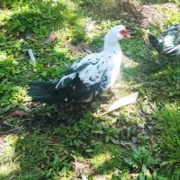 اردک اسراییلی