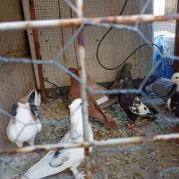 کفتر بهبهانی شهری|پرنده|شیراز, شهرک مهرگان|دیوار