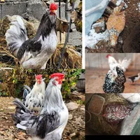 تخم مرغ نطفه دار گلین لری گلچین