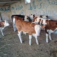 ارسال گوساله سیمنتال