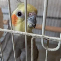دوعدد عروس هلندی نر بالغ یک ونیم ساله زیبا|پرنده|تهران, شکوفه (عبدل آباد)|دیوار