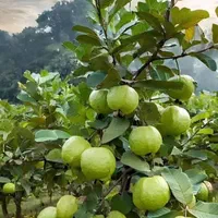 نهال های گواوا کینگ یا زیتون محلی جنوب