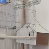 جفت عروس هلندی