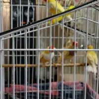 فنچ گلدین  مولد|پرنده|کهریزک, |دیوار