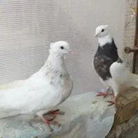 کبوتر طوقی|پرنده|لامرد, |دیوار