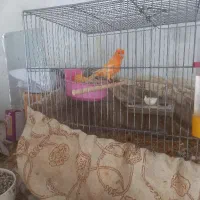 دو.جفت.قناری