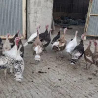 بوقلمون محلی|حیوانات مزرعه|کازرون, |دیوار