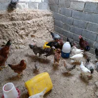 مرغ و خروس|حیوانات مزرعه|جم, |دیوار