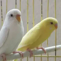 مولد|پرنده|مهاباد (آذربایجان غربی), |دیوار