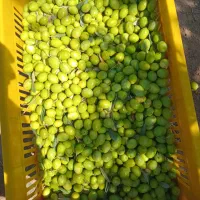 فروش 3 تن زیتون کنسروی پارساله