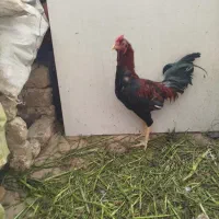 مرغ لاری ۶دنگ خروی لاری|حیوانات مزرعه|مشهد, شهید احمدی روشن|دیوار