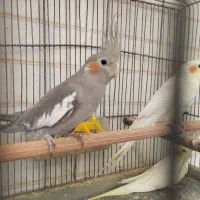 عروس هلندی مولد و سالم|پرنده|قم, قلعه عموحسین|دیوار