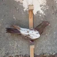 ۲ تا جوجه کبوتر، کفتر سینه مشکی، ساده افغانی