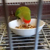 طوطی کوتوله برزیلی صورت هلویی