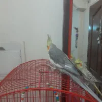 پرنده نرو وماده