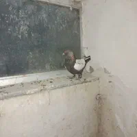 سه تا حیوون|پرنده|نیشابور, شهرک فیروزه|دیوار