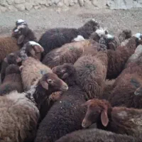 بره|حیوانات مزرعه|مریوان, |دیوار