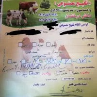 گوساله ماده سیمینتال و هلشتاین،گاو کردی|حیوانات مزرعه|دینور, |دیوار