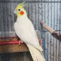 عروس هلندی بالغ