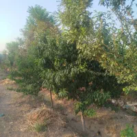 باغچه|فروش خانه و ویلا|قم, دوبرادر|دیوار