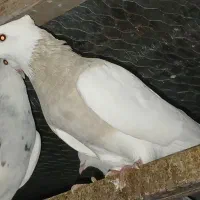 ط و ق|پرنده|دشت ذهاب, |دیوار