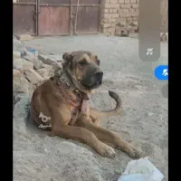 توله چهارده ماهه سروکله دار و درشت و ذات خوب|سگ|کاشمر, |دیوار