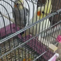 حراج حراج پرنده و محلی معاوضه دارم