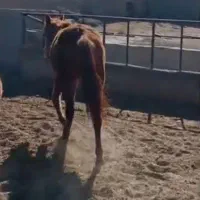 اسب|اسب و تجهیزات اسب‌سواری|نیشابور, خیام|دیوار