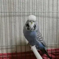 ۷ عدد مرغ عشق انگلیسی|پرنده|تهران, سید خندان (جلفا)|دیوار