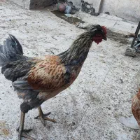 ۳ عدد خروس