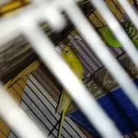 یک جفت مرغ عشق مولد|پرنده|هشتگرد, شهرک ولیعصر (مصلی)|دیوار