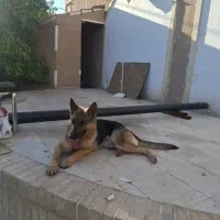 سگ ژرمن ماده|سگ|یزد, |دیوار