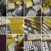 فروش دستگاه جوجه کشی فاخته 1008|لوازم جانبی حیوانات|یاسوج, |دیوار